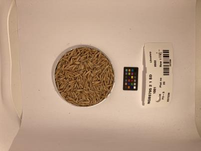 Click for 1 image(s) for this accession. SEED